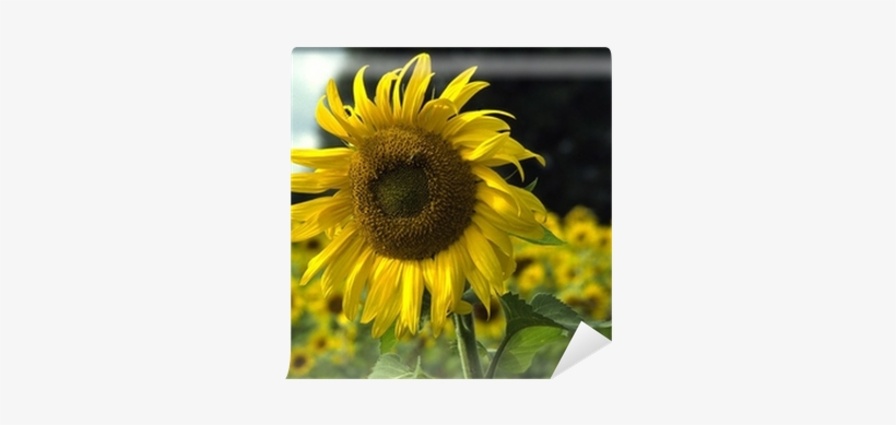 Sunflower - Free Transparent PNG Download - PNGkey