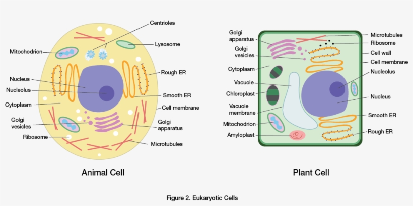 Plant Cell Vesicle - Клетка Растений И Животніх - Free Transparent PNG ...