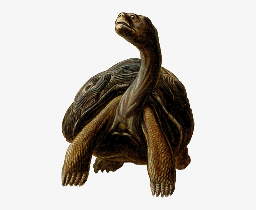 Small - Long Neck Turtle Cartoon - Free Transparent PNG Download - PNGkey