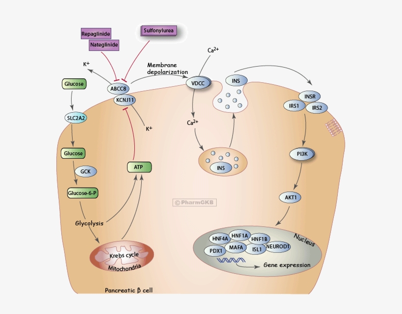 anti-diabetic-drug-potassium-channel-inhibitors-pathway-insulin