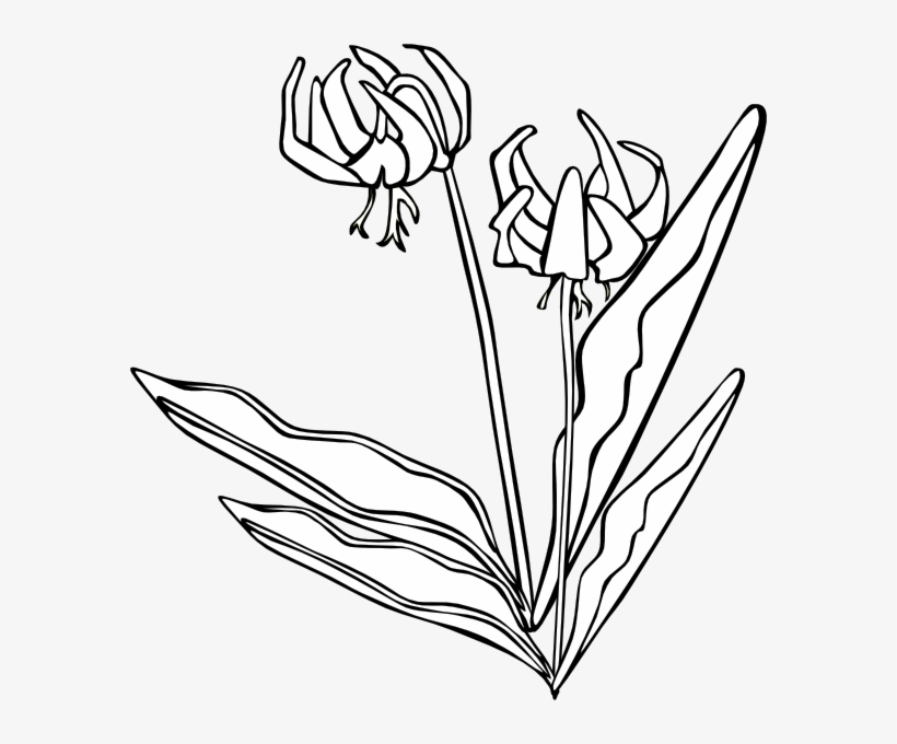 Free Free 338 Outline Wildflower Svg SVG PNG EPS DXF File