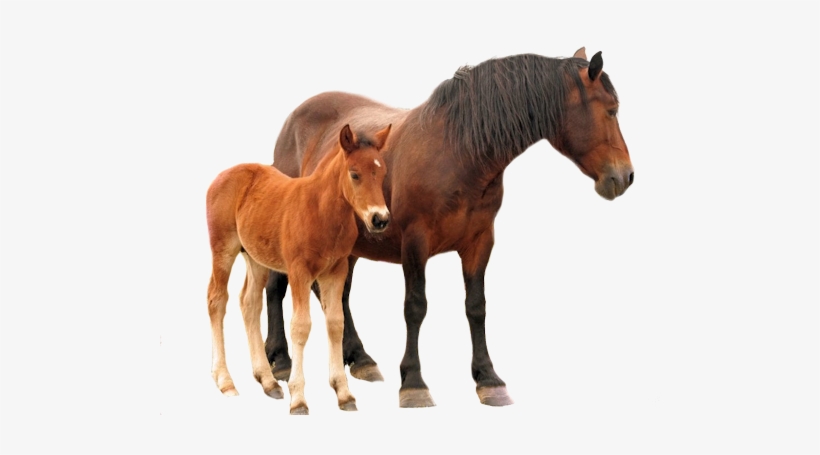 Share This Image Cheval Fond Blanc Png Free Transparent Png Download Pngkey