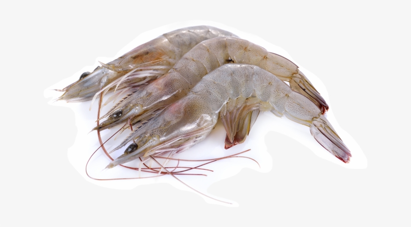 Shrimp - Vannamei Hoso - Free Transparent Png Download - Pngkey