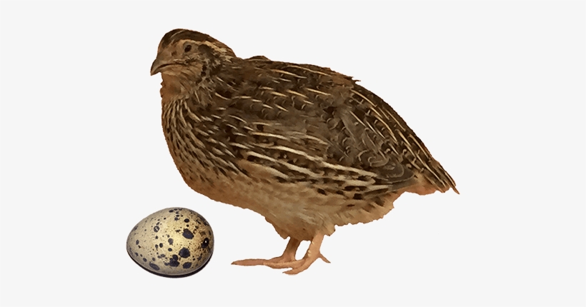 quail egg clip art