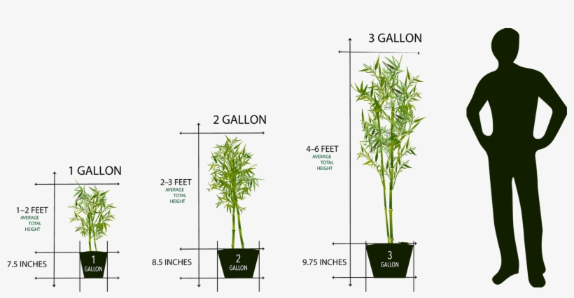 Mail Order Plant Sizes 1 Gallon To 3 Gallon - Plant Pot Sizes Gallon, transparent png #3533224