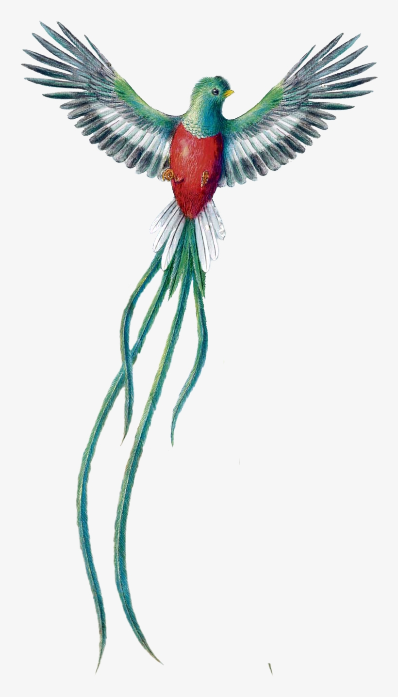 Quetzal Dibujo Png Quetzal De Guatemala Png Free Transparent