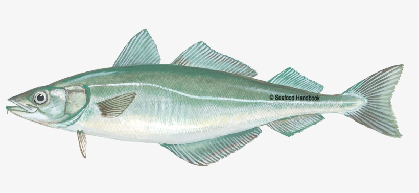 Tilapia - Salmon - Pollock - Shrimp - Pollocks - Free Transparent PNG ...