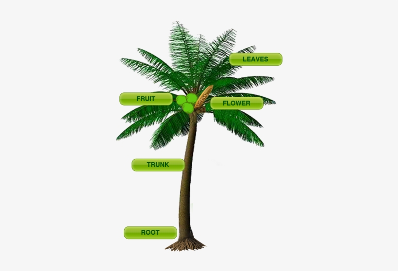 Coconut Tree With Parts Free Transparent PNG Download PNGkey