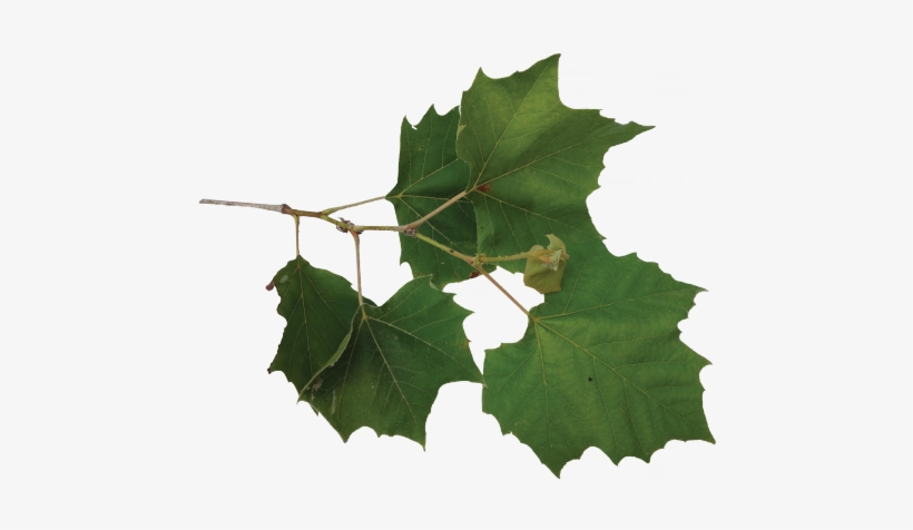 Unclolred sycamore leaf vector art - Download vectors - 1215550 | Sycamore  leaf, Autumn leaves, Leaf illustration