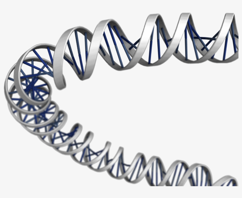 3d Dna Png Download - Dna Structure 3d Png - Free Transparent PNG ...