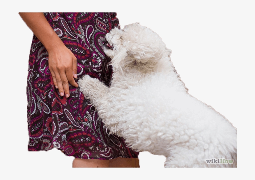 Stop Jumping From Dog, transparent png #3733472