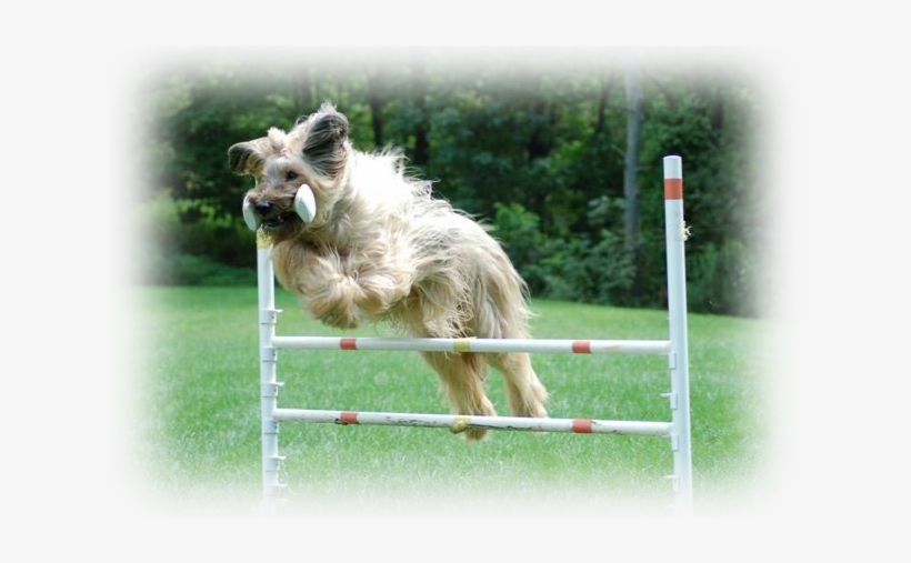 Happy Tails Is Also The Training Studio Of Diane Balkavich, - Dog Jumps, transparent png #3733836