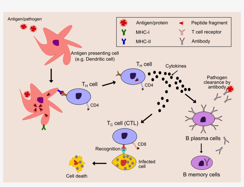 This Free Icons Png Design Of Immune System - Free Transparent PNG ...