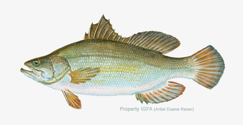 Nile Perch Free Transparent Png Download Pngkey