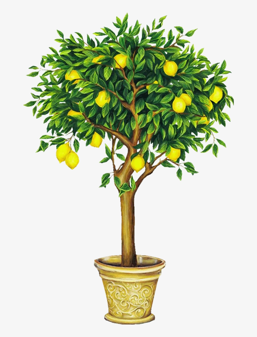 Lemon tree Vectors & Illustrations for Free Download | Freepik