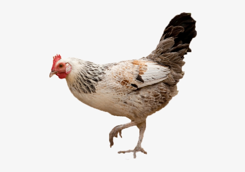 Gallina - Gallina Animal Png - Free Transparent PNG Download - PNGkey