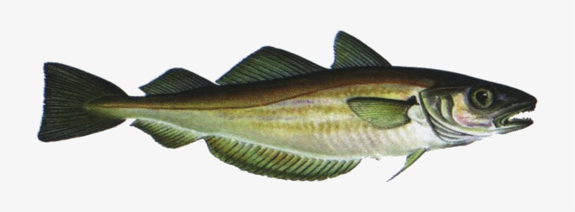 Whiting Is A Delicate Fish - Sea Lamprey - Free Transparent Png 