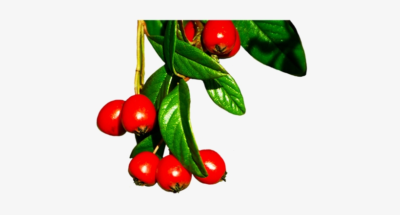 Red Winter Berries - Winter Berries Tree Png - Free Transparent PNG