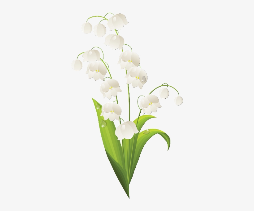 1er Mai Lily Of The Valley Outline Free Transparent Png Download Pngkey