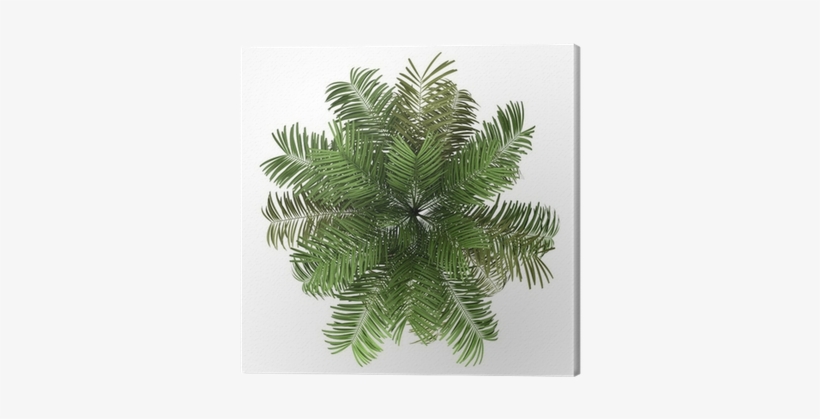 palm tree top view png