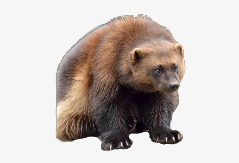 Download Wolverine Clipart Animal Face Wolverine Canadian Animals Free Transparent Png Download Pngkey