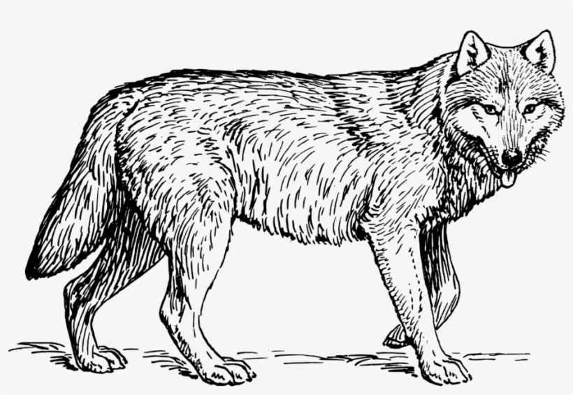 Drawing Wolves Black And White Wolf Animal Coloring Pages Free Transparent Png Download Pngkey