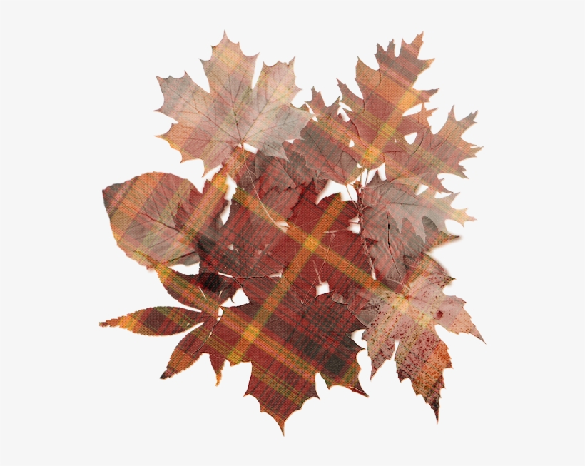 Autumn Colors - Oak Tree Leaf, transparent png #3903283