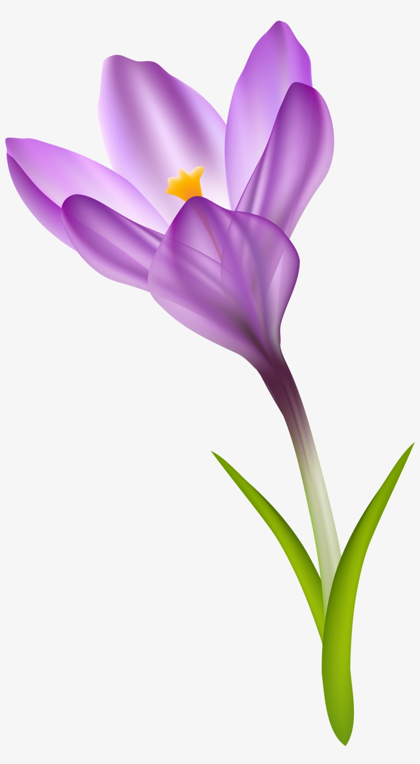 Crocus Clip Art Free - Free Transparent PNG Download - PNGkey