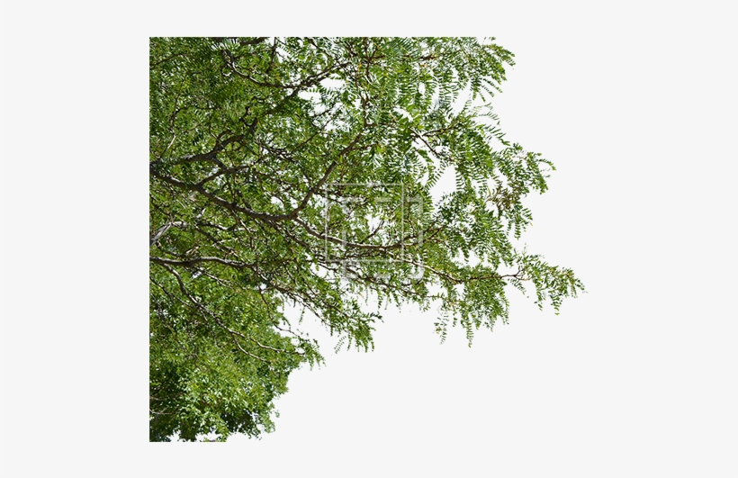 Tree Branches Png Jpg Royalty Free Download Foreground Tree Cutout Free Transparent Png Download Pngkey