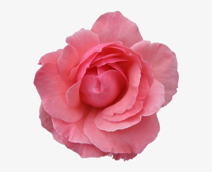Pink Flower Transparent Background - Free Transparent PNG Download - PNGkey