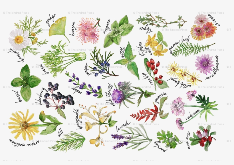 Plants And Herbs Alphabet Tea Towel Giftwrap - Honeysuckle - Free ...