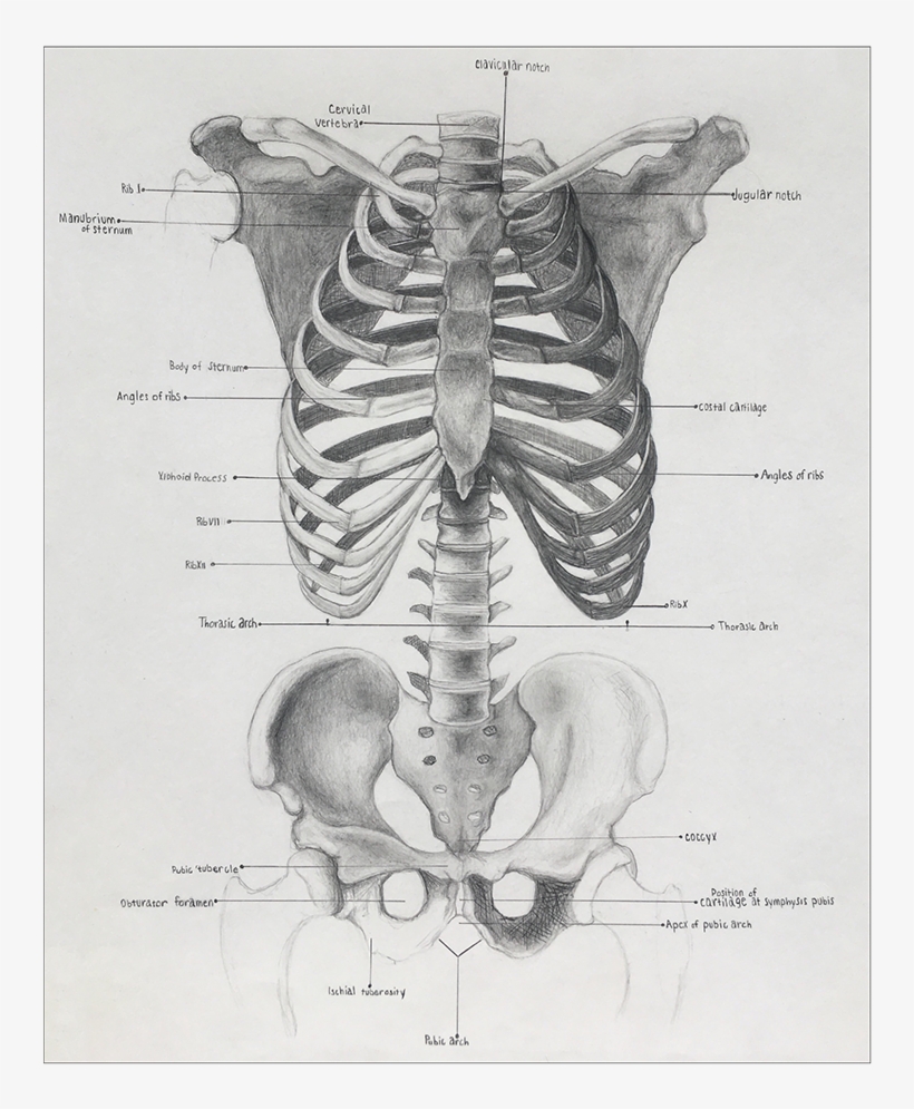 Png Library Download Anatomical Drawing Pelvis - Rib - Free Transparent ...