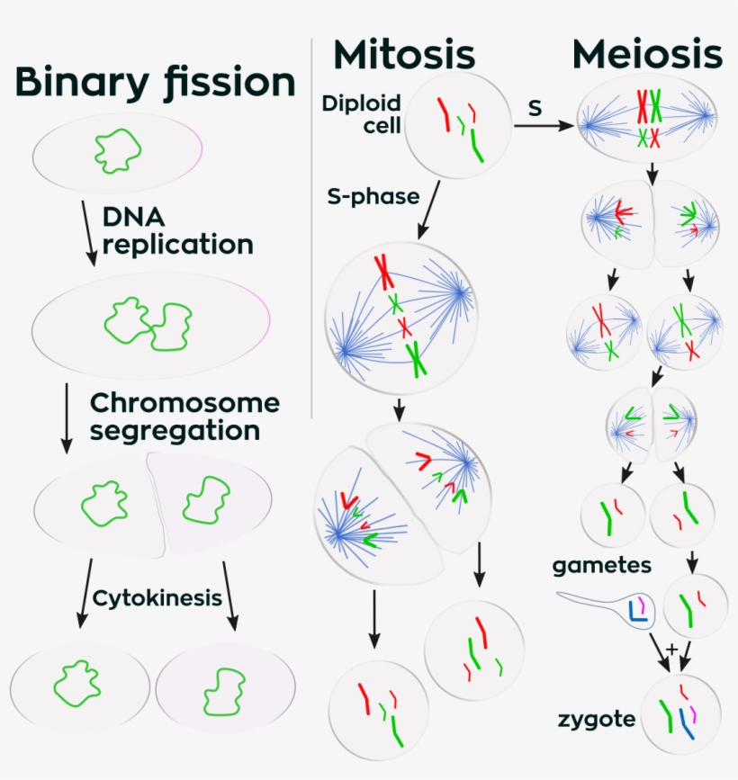 Cell Division - Free Transparent PNG Download - PNGkey