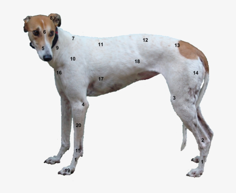 Points - Greyhound Leg Anatomy - Free Transparent PNG Download - PNGkey