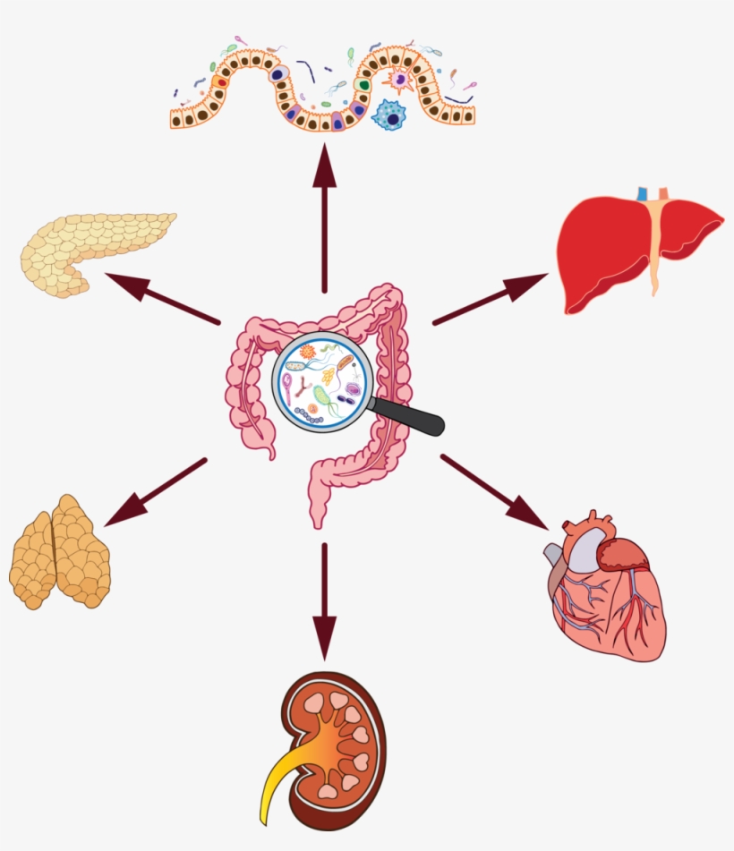 Gut Microbiome Organ Effect - Organ - Free Transparent PNG Download ...