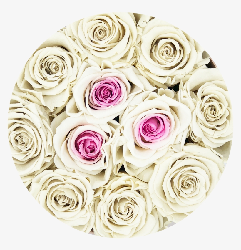 Rosas Blancas Png - Free Transparent PNG Download - PNGkey