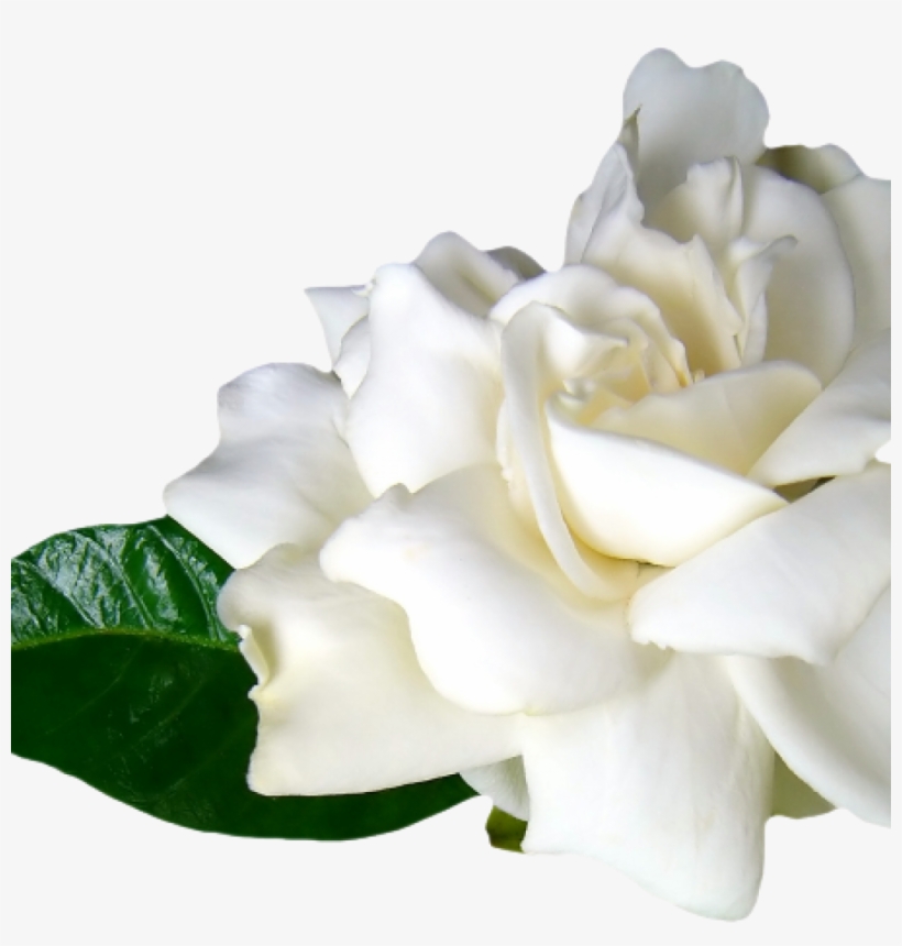 Fotos De Flores Blancas