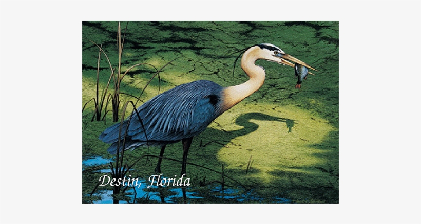 Henry The Great Blue Heron - Great Blue Heron, transparent png #4163534