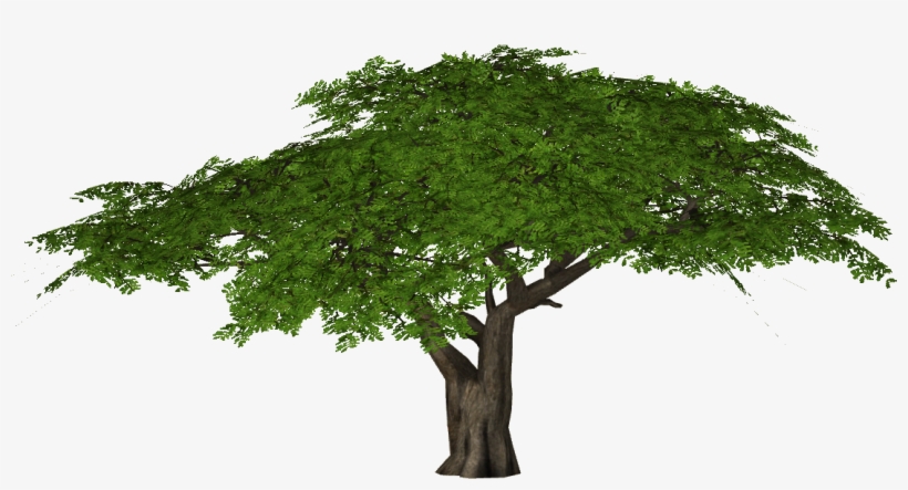 Acacia Tree Png - Umbrella Thorn Acacia Png - Free Transparent PNG ...