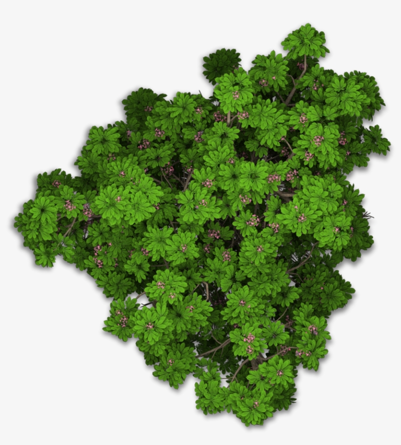 Www Playcast Ru Bushes Png  Tree  Png  Top  View  