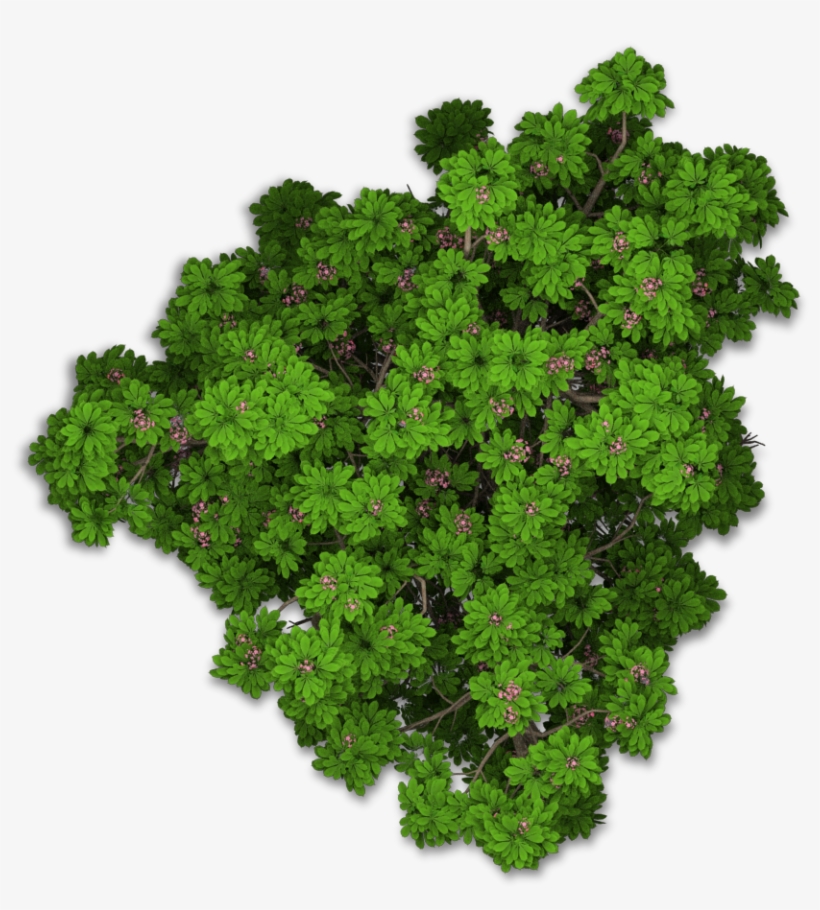 Www - Playcast - Ru - Bushes Png - Tree Png Top View - Free Transparent
