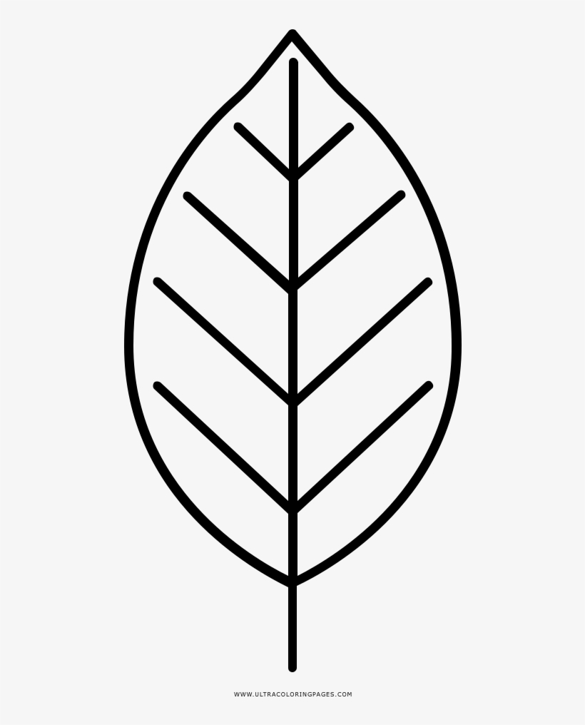 Beech Leaf Coloring Page Line Art Free Transparent PNG Download 