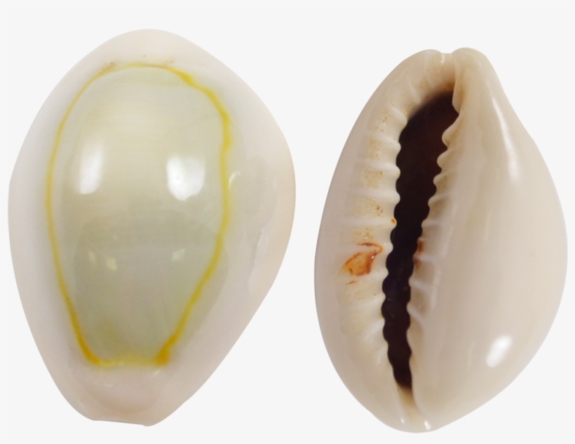 Ring Top Cowrie Shells - Ring Top Cowrie Shells Seashells .5-.75" 1 Kilo, transparent png #430308