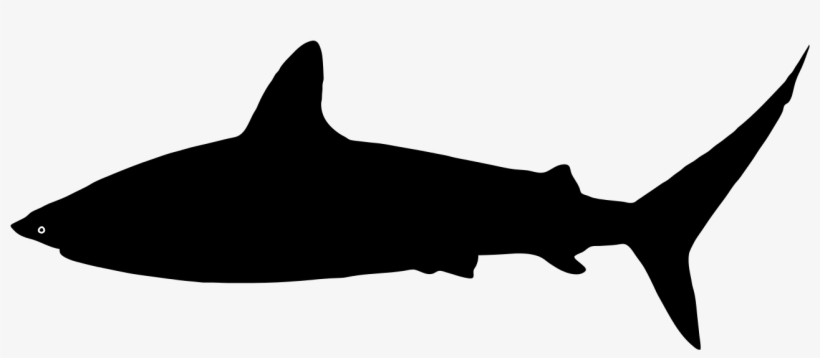 Free Shark Silhouette Download Free Clip Art Free Shark Svg Free Transparent Png Download Pngkey