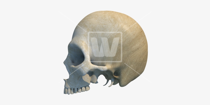 Skull Side View Png Skull Free Transparent Png Download Pngkey