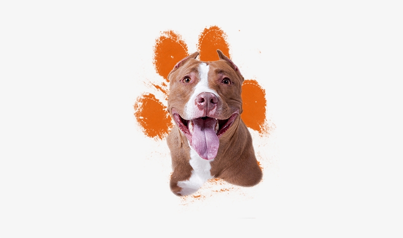 Pit Bulls Are Among The Most Misunderstood And Because American Pitbull Terrier Png Free Transparent Png Download Pngkey