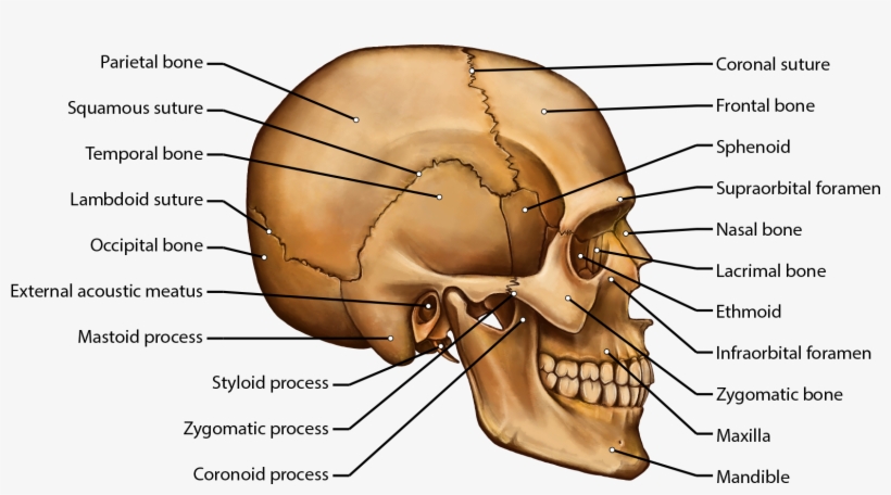 Skull - Free Transparent PNG Download - PNGkey