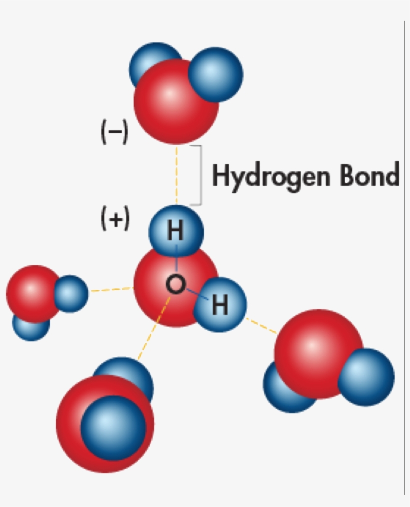 430 4308728 Hydrogen Bonding Is The Effect Of Water Molecules 