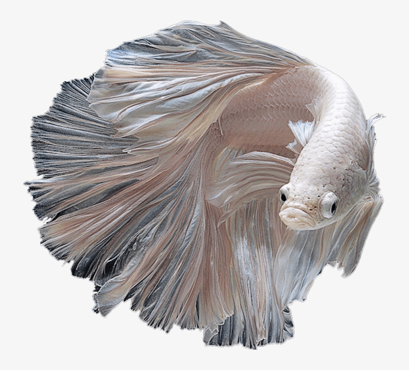 Download Betta Albino Siamese Fighting Fish Free Transparent Png Download Pngkey