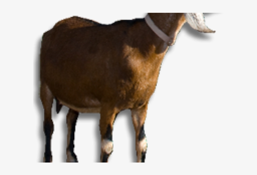 Goat Png Transparent Images - Meat - Free Transparent PNG Download - PNGkey
